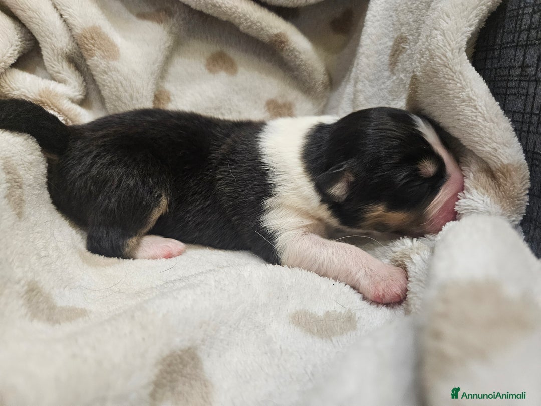 Australian Shepherd cani in vendita: Cuccioli Australian Shepherd - Annuncio 1