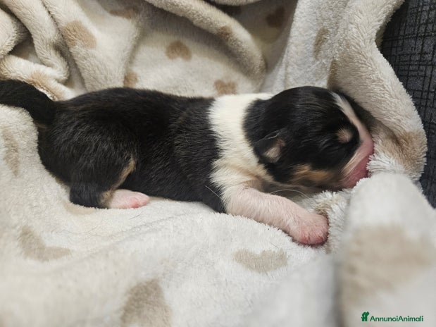 Australian Shepherd cani Cuccioli Australian Shepherd - Annuncio 2