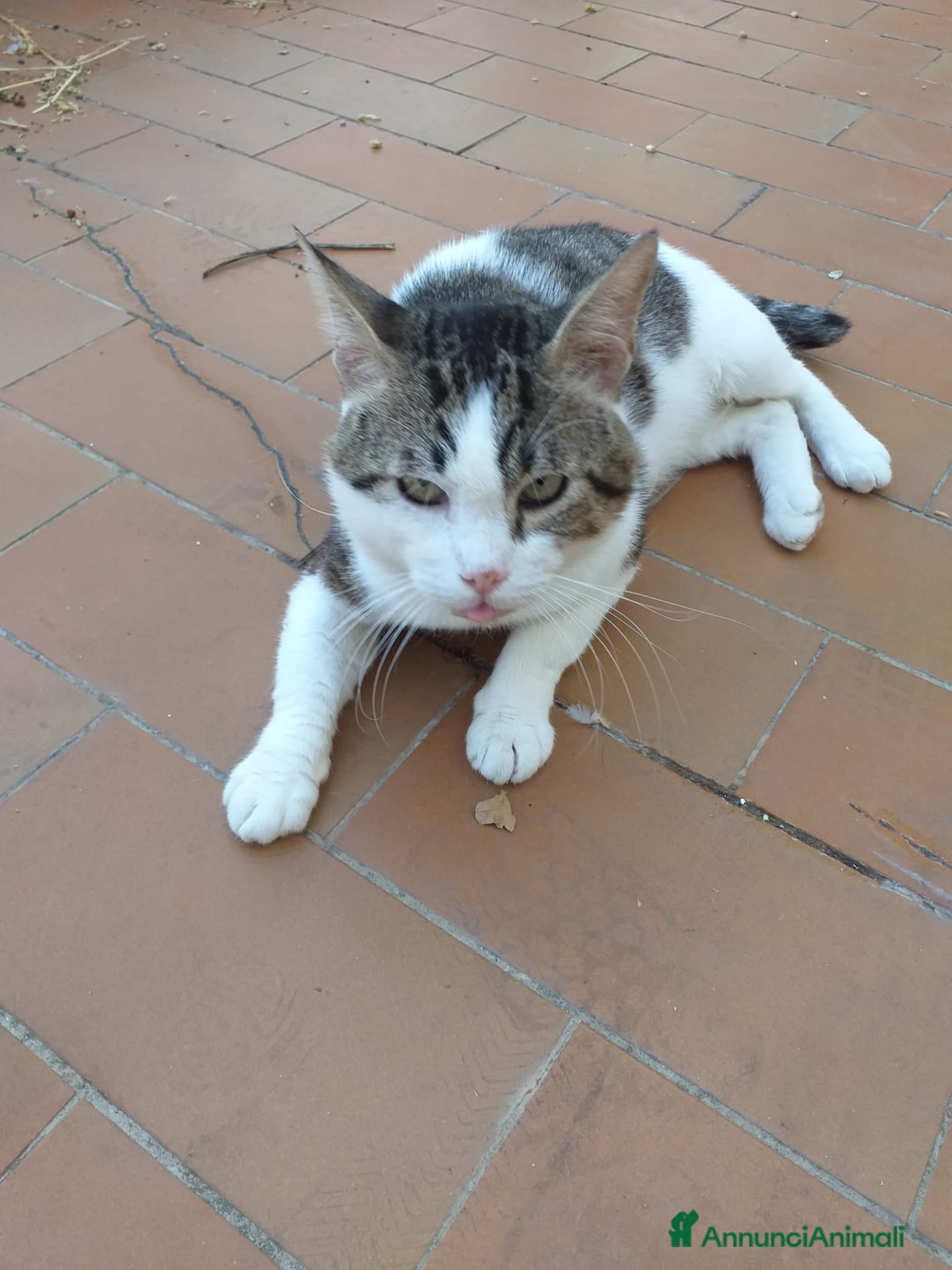 Altre razze gatti Adozione del cuore per Lucio  a Città metropolitana di Roma Capitale - Annuncio 18