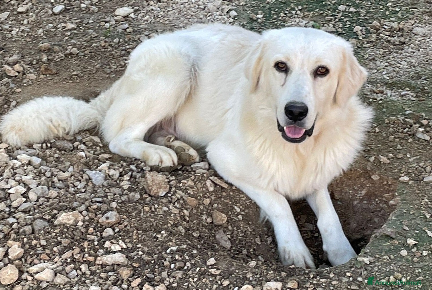 Meticcio cani SIAMO FRATELLI, CI ADOTTI? - Annuncio 2