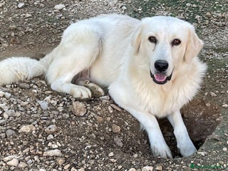 Meticcio cani SIAMO FRATELLI, CI ADOTTI? - Annuncio 2