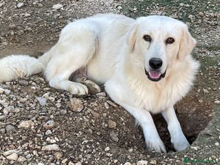 Meticcio cani SIAMO FRATELLI, CI ADOTTI? - Annuncio 27