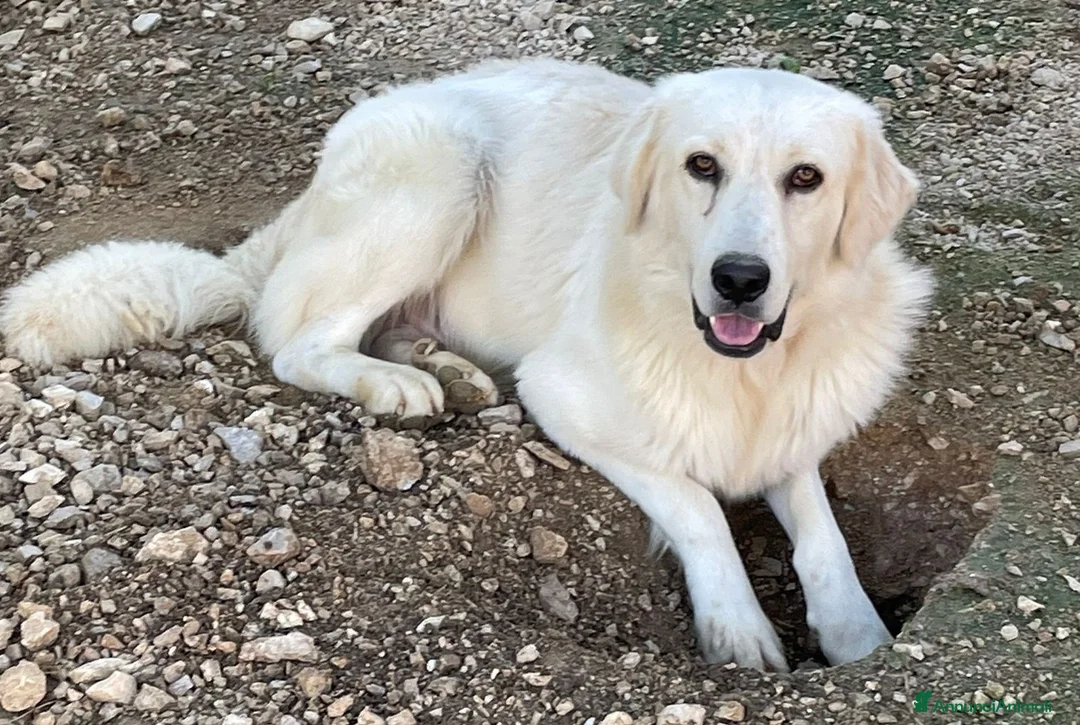 Meticcio cani in regalo: SIAMO FRATELLI, CI ADOTTI? - Annuncio 1