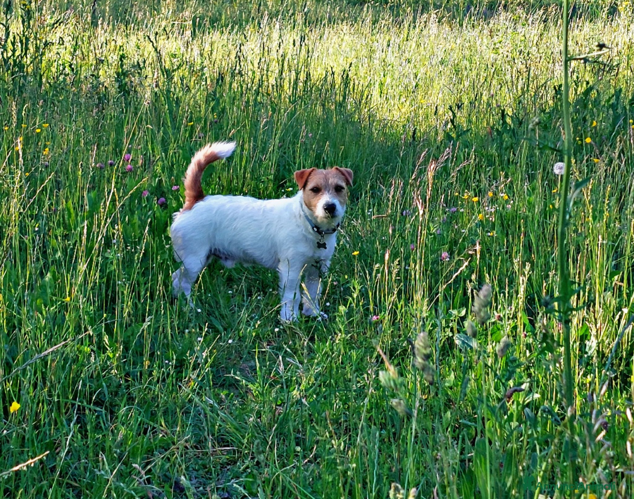 Jack Russell cani Accoppiamento  - Annuncio 9
