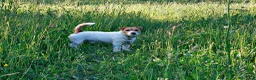 Jack Russell cani per accoppiamento: Accoppiamento  - Annuncio 1