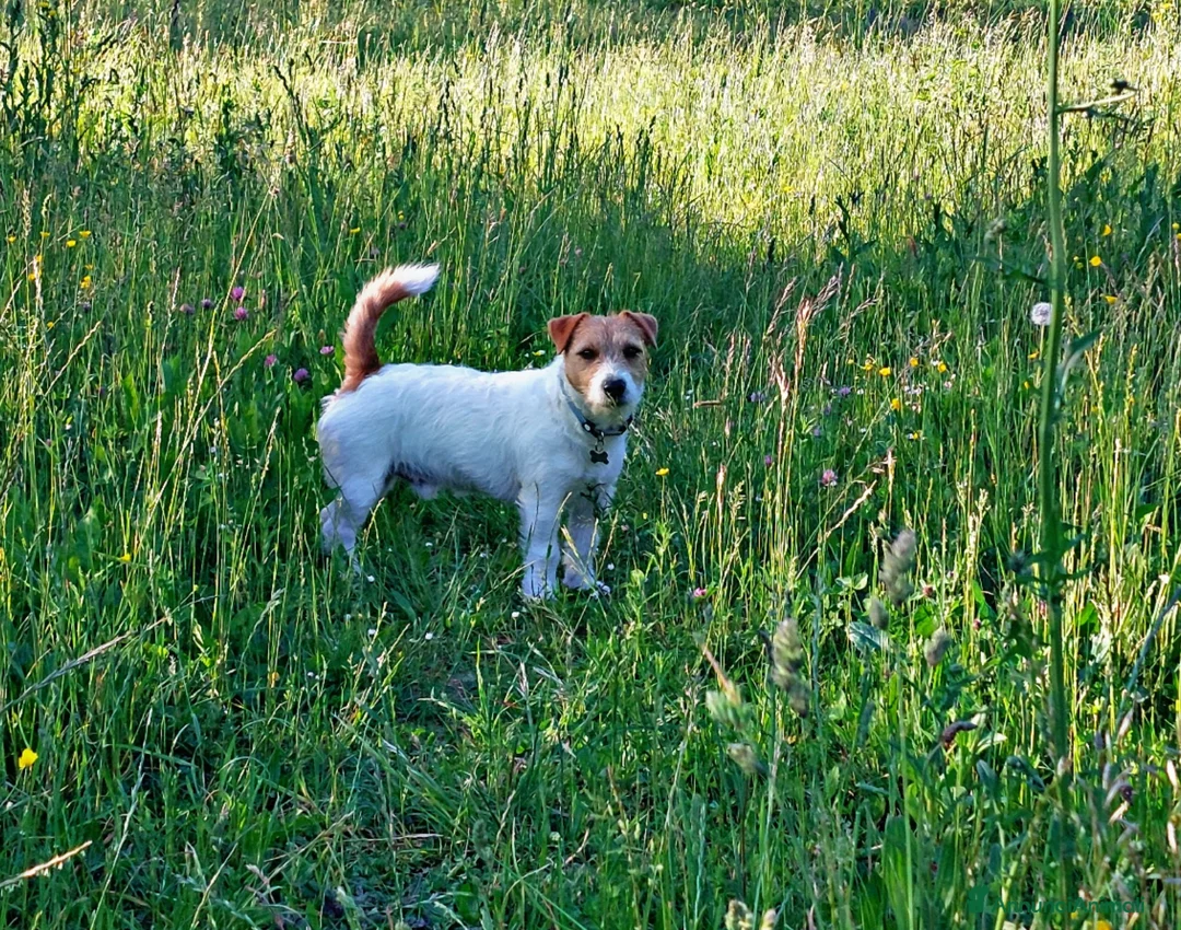 Jack Russell cani per accoppiamento: Accoppiamento  - Annuncio 1