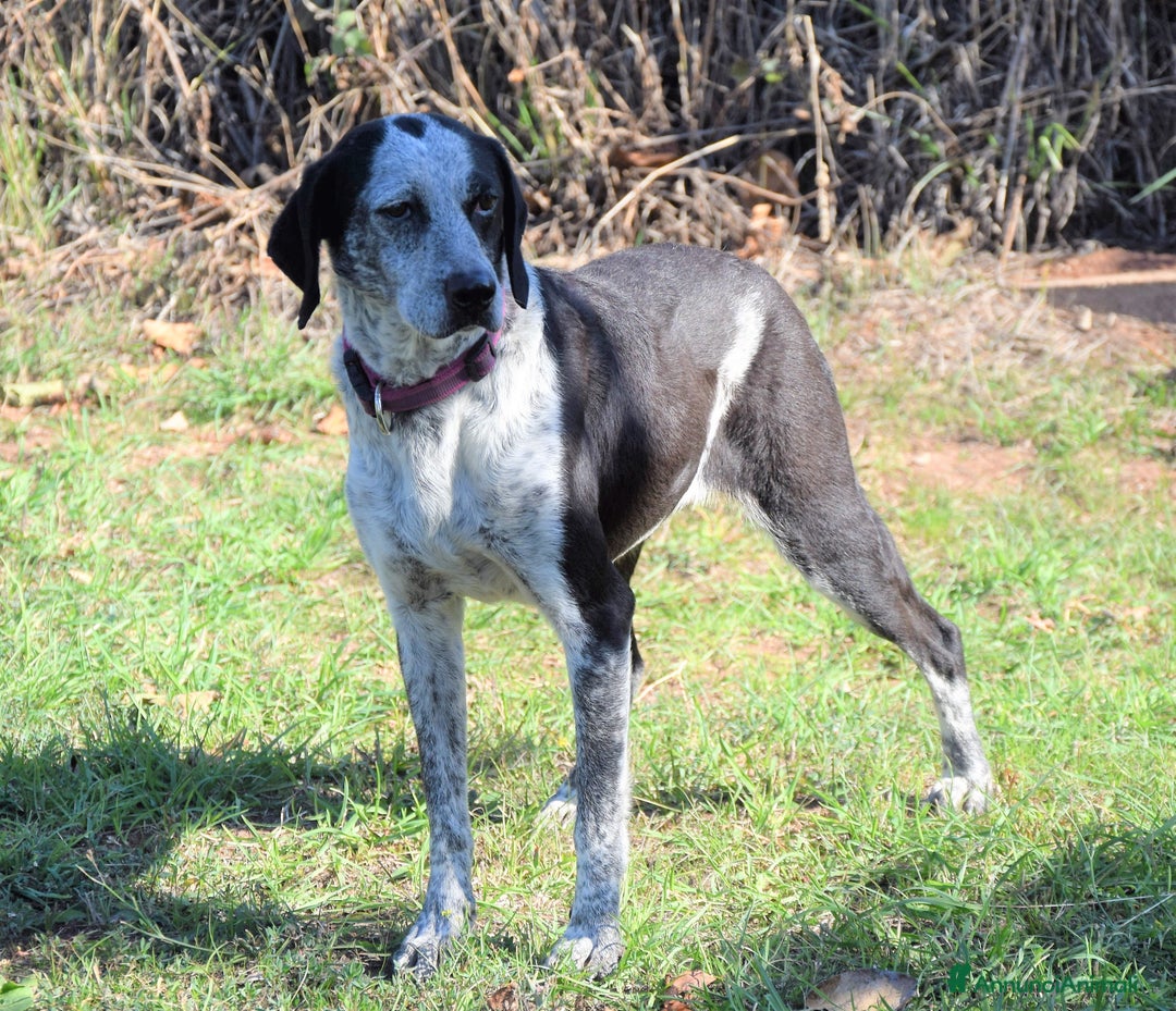 Bracco cani in regalo: VIRGINIA una piccola bracco da amare a Pomezia - Annuncio 4