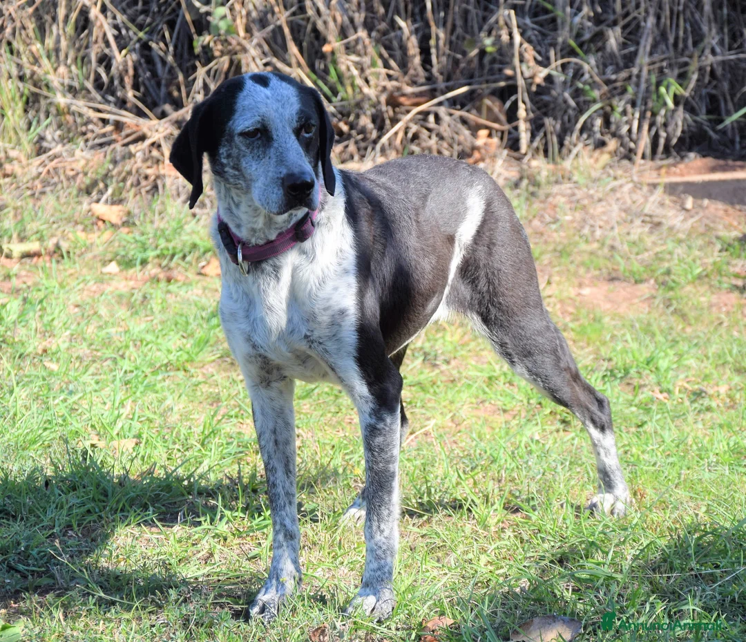 Bracco cani in regalo: VIRGINIA una piccola bracco da amare a Pomezia - Annuncio 4