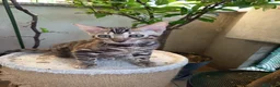 Bengala gatti in vendita: laun splendore cucciola Bengala 🥰  - Annuncio 13