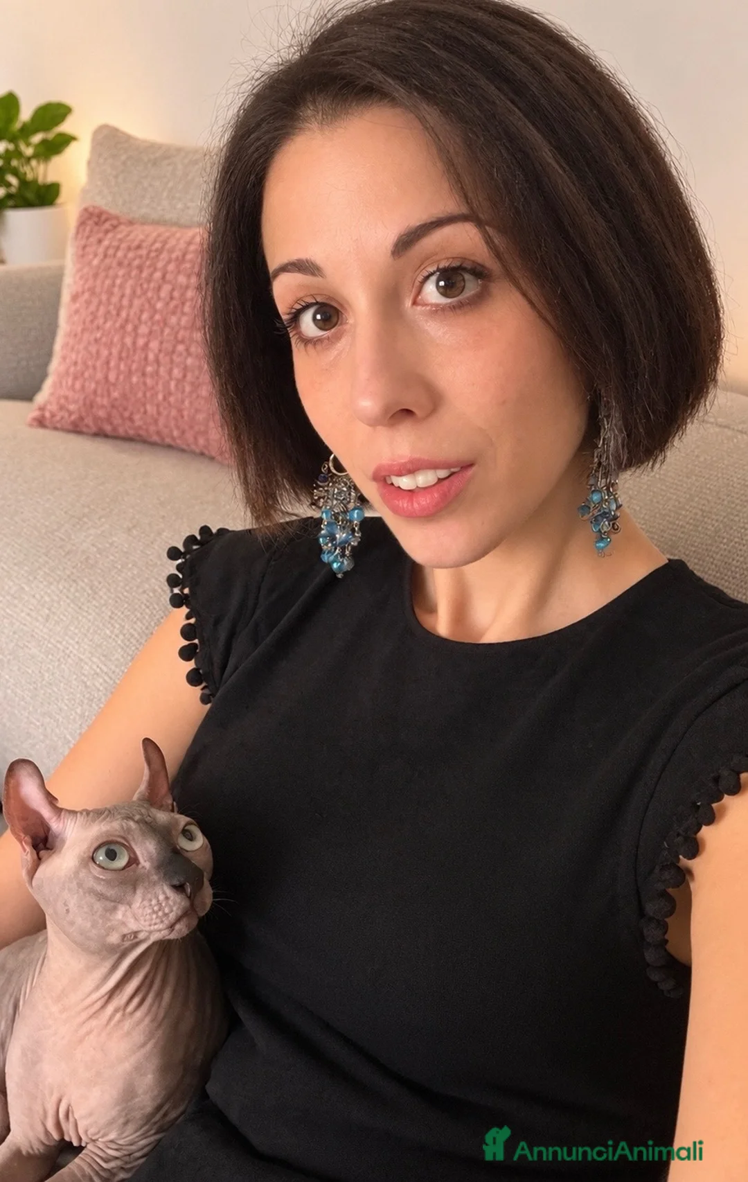 Sphynx gatti per accoppiamento: DISPONIBILE PER MONTA SPHYNX ELF MASCHIO a Città Metropolitana di Bologna - Annuncio 4