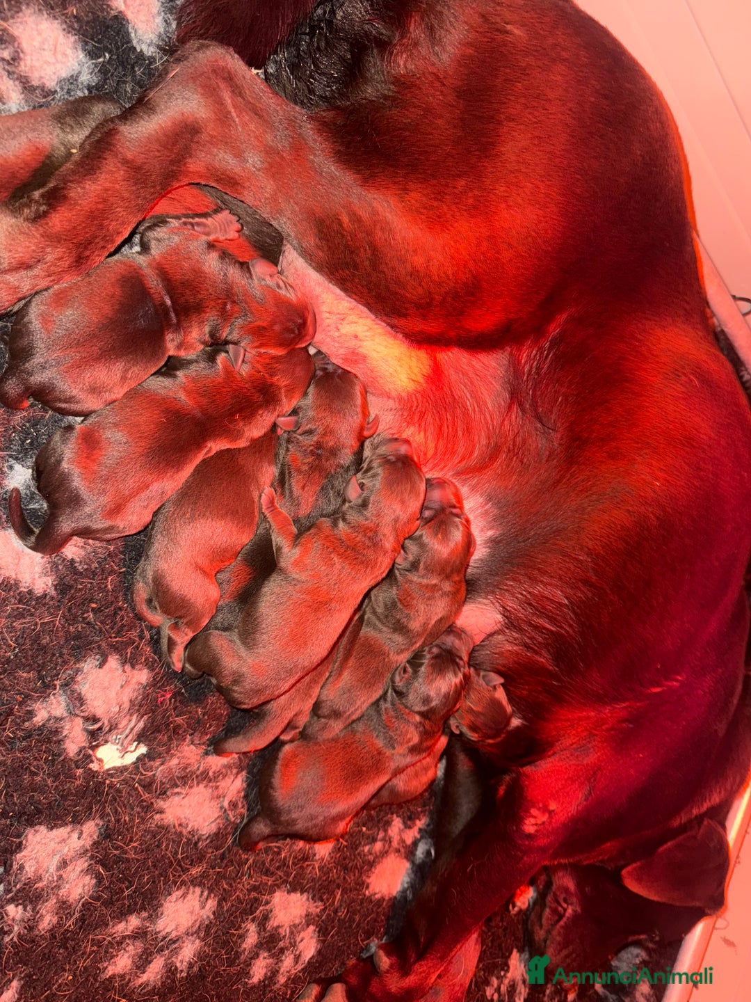 Labrador cani in vendita: Cuccioli di Labrador chocolate con pedigree Enci  - Annuncio 5