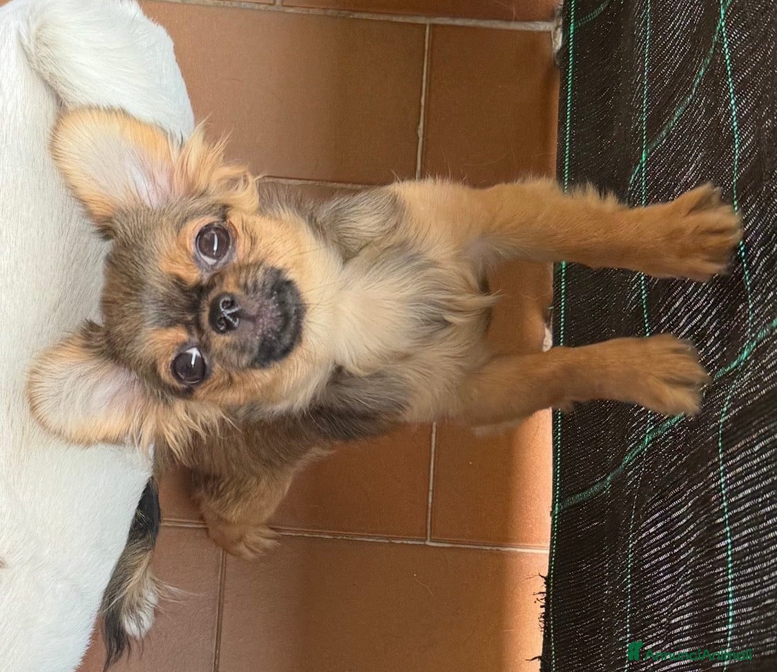Chihuahua cani in vendita: Chihuahua mini - Annuncio 3