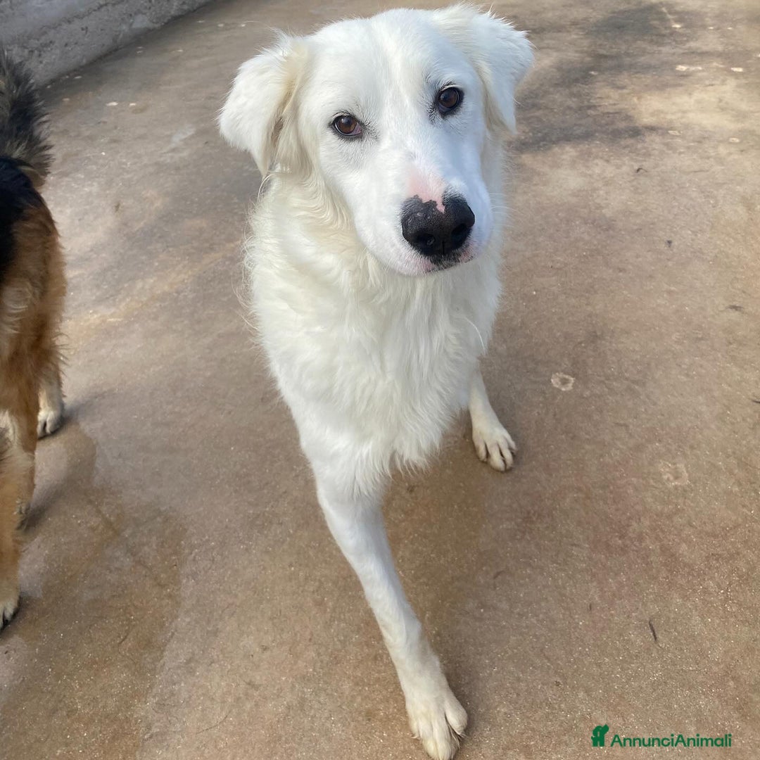 Meticcio cani in regalo: GHALI splendido cagnolino tripode in adozione - Annuncio 2