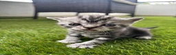 Scottish gatti in vendita: Scottish - Annuncio 8