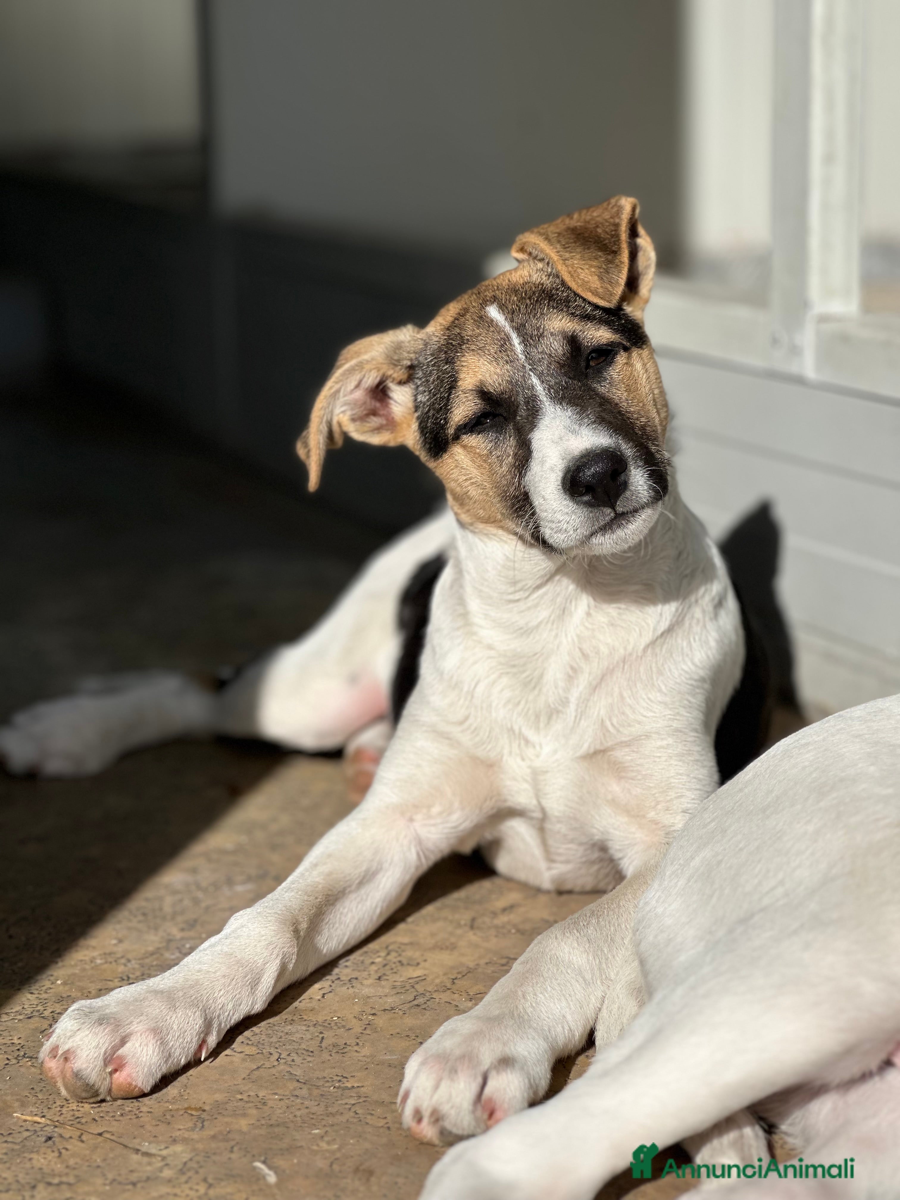 Meticcio cani Ginger cerca casa - Annuncio 2