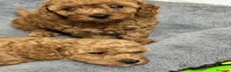 Barboncino cani in vendita: Barboncino  con Pedigree affare - Annuncio 5