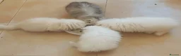 Persiano gatti in vendita: Deliziosi Persiani Cincilla Vendesi Roma  - Annuncio 7