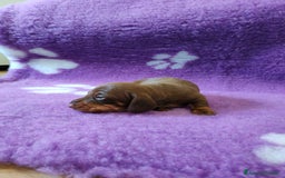Bassotto cani in vendita: Cuccioli bassotto nano  a Provincia di Ferrara - Immagine 8