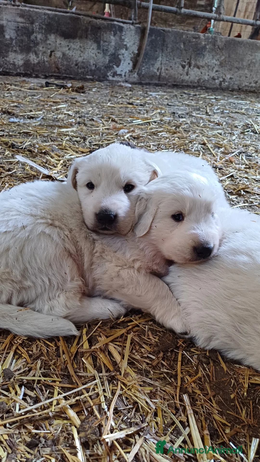 Pastore Maremmano cani in vendita: Cuccioli Pastore maremmano/abruzzese - Annuncio 2