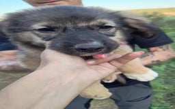 Altre razze cani in regalo: Cuccioli di 3 mesi cercano adozione urgente  a Provincia di Parma - Immagine 13