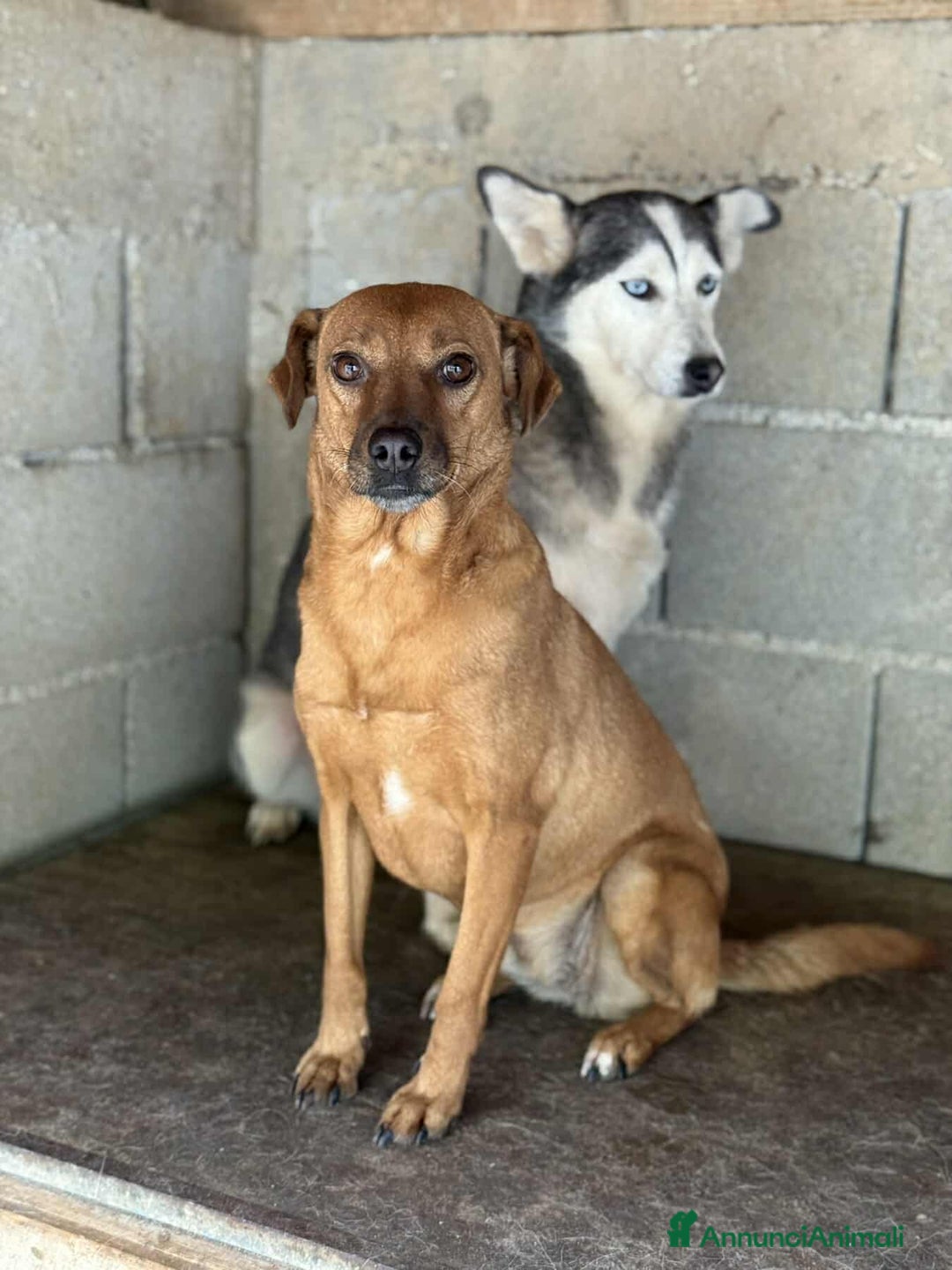 Meticcio cani in regalo: BLUE & REDDY, anime gemelle sfortunate! - Annuncio 5