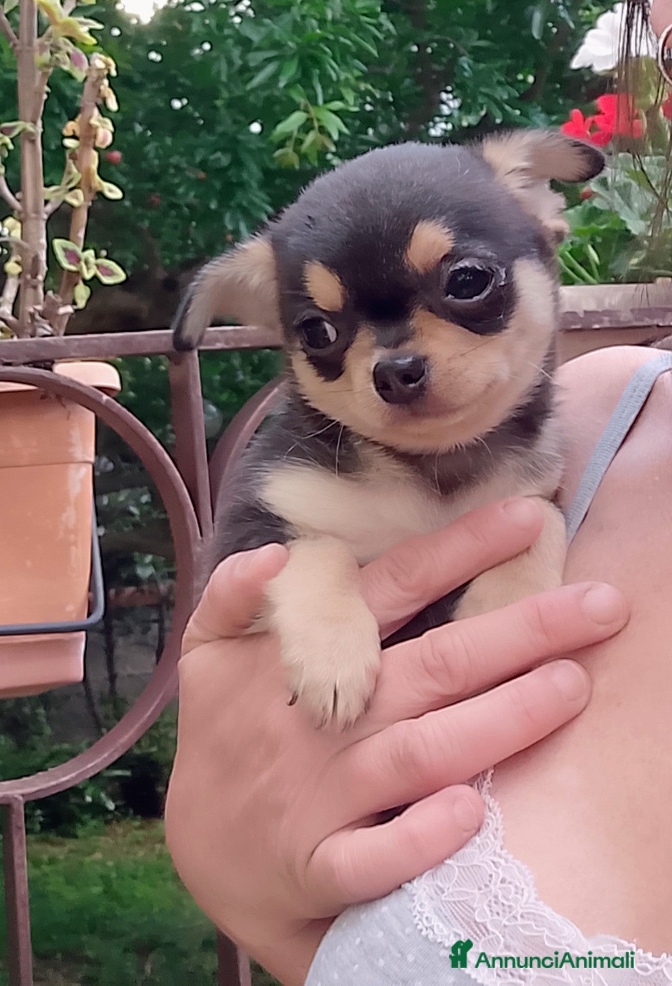 Chihuahua cani Chihuahua pedigree ENCI  - Annuncio 5