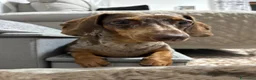 Bassotto cani in vendita: CUCCIOLI BASSOTTO  - Annuncio 1