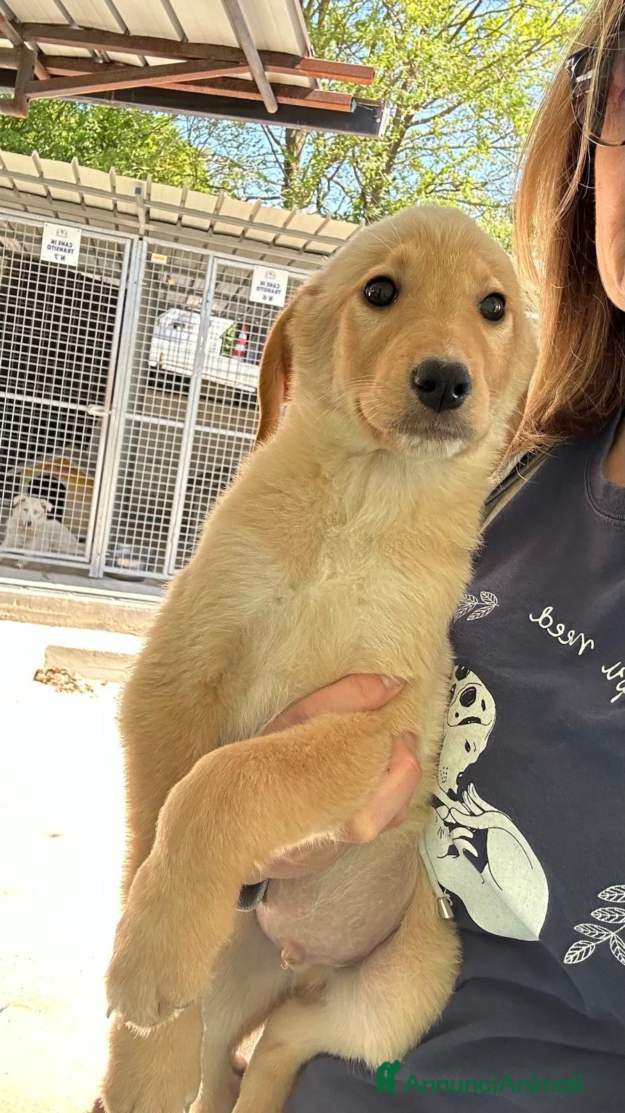 Meticcio cani Kalyos - Annuncio 19