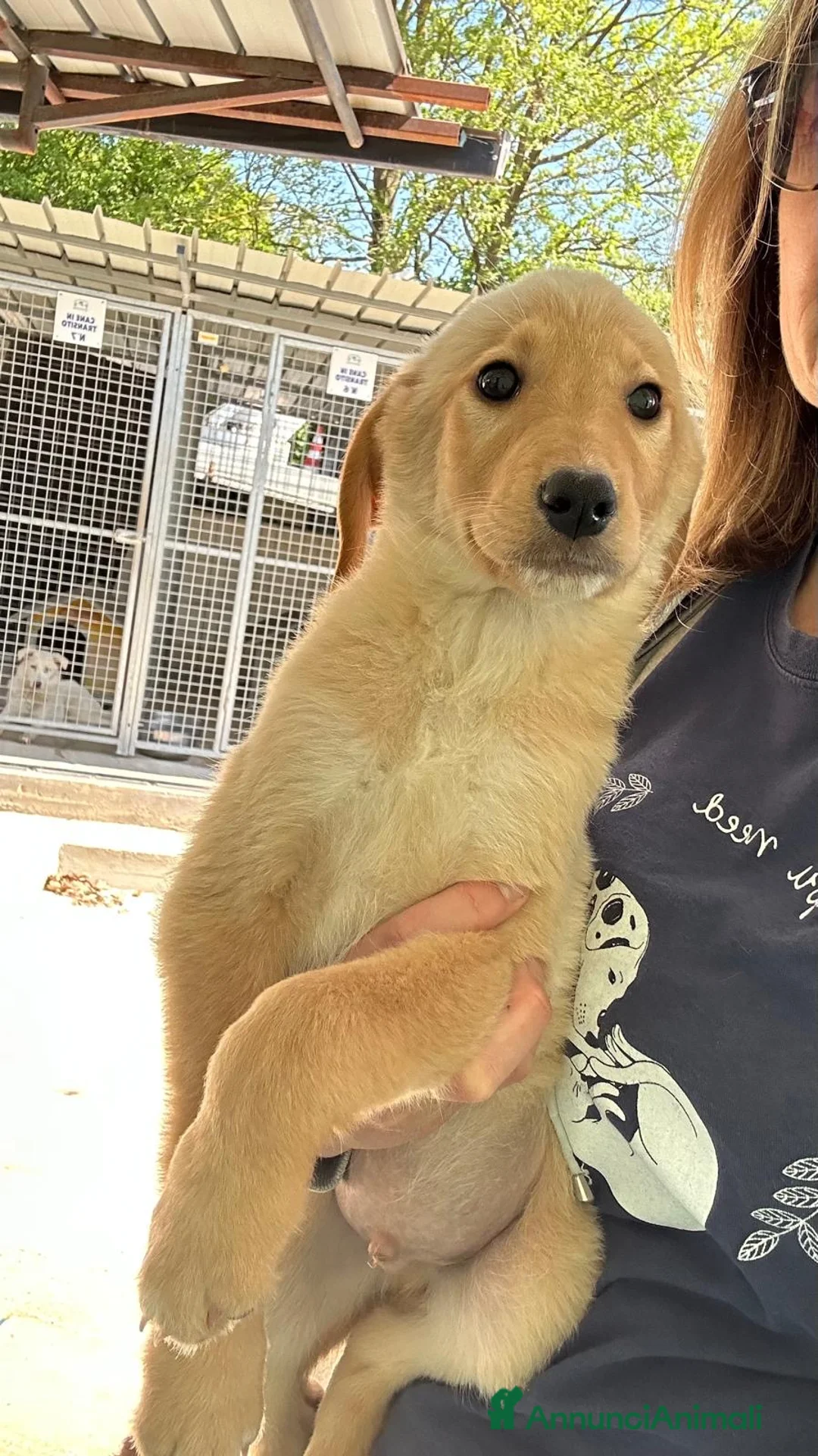 Meticcio cani in regalo: Kalyos a Provincia di Vicenza - Annuncio 1