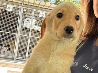 Meticcio cani Kalyos - Annuncio 19