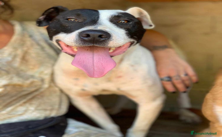 American Staffordshire cani - Annuncio 3