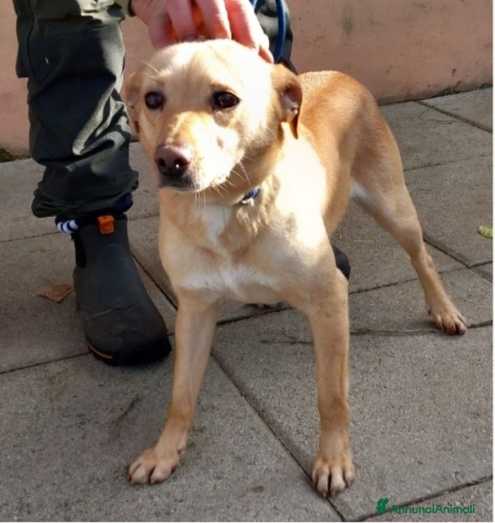 Meticcio cani 4anni kg8/9 portato in canile dai padroni!NAPOLI a Città metropolitana di Milano - Annuncio 2