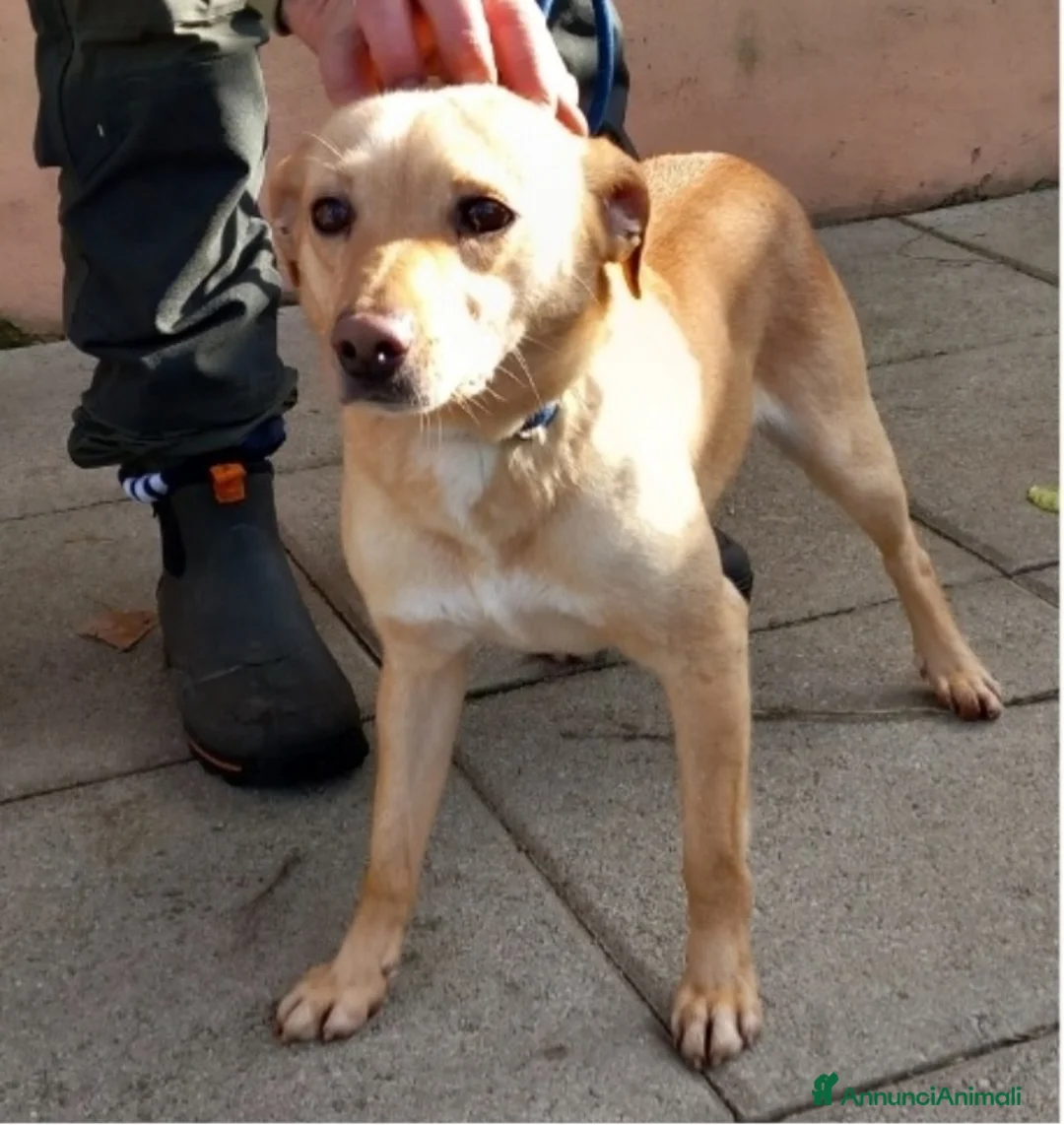 Meticcio cani in regalo: 4anni kg8/9 portato in canile dai padroni!NAPOLI a Città metropolitana di Milano - Annuncio 1