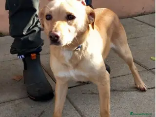 Meticcio cani 4anni kg8/9 portato in canile dai padroni!NAPOLI a Città metropolitana di Milano - Annuncio 37