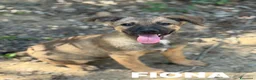 Pastore Belga cani in regalo: 5 splendidi mix PASTORINI BELGA di 3 MESI!  - Annuncio 5