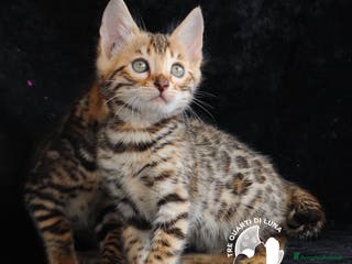 Bengala gatti Cuccioli Bengala – Il Fascino della Natura - Annuncio 1