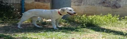 Meticcio cani in regalo: Lulù splendida cagnolina - Annuncio 10