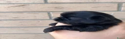 Chihuahua cani in vendita: Cucciole di chihuahua a pelo lungo - Annuncio 8