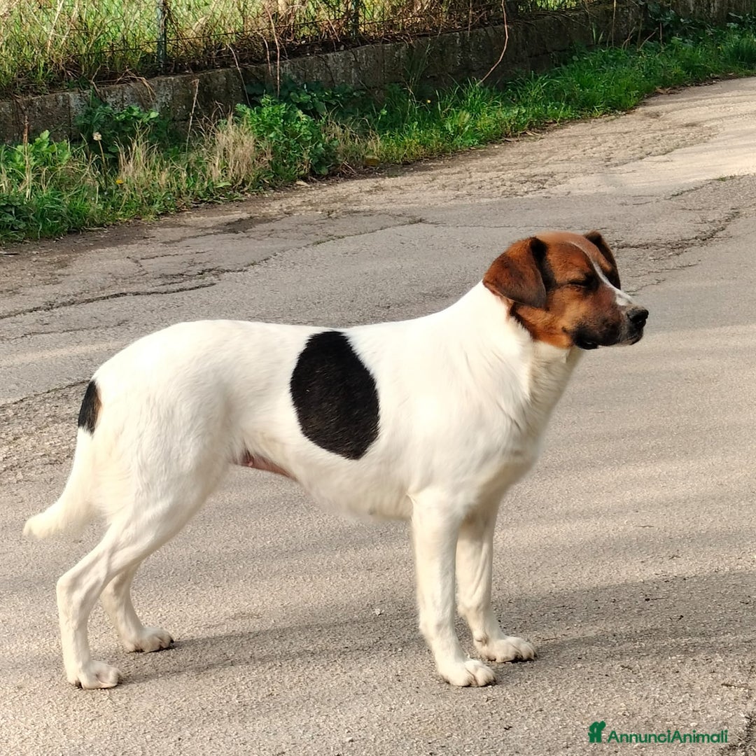 Meticcio cani in regalo: ALMA, CAGNA PEZZATA - Annuncio 10
