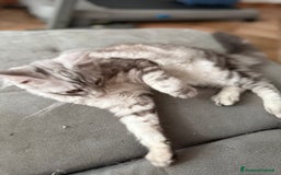 Maine Coon gatti in vendita: Dolcissimo cucciolo di Maine coon disponibile  a Città metropolitana di Roma Capitale - Immagine 3