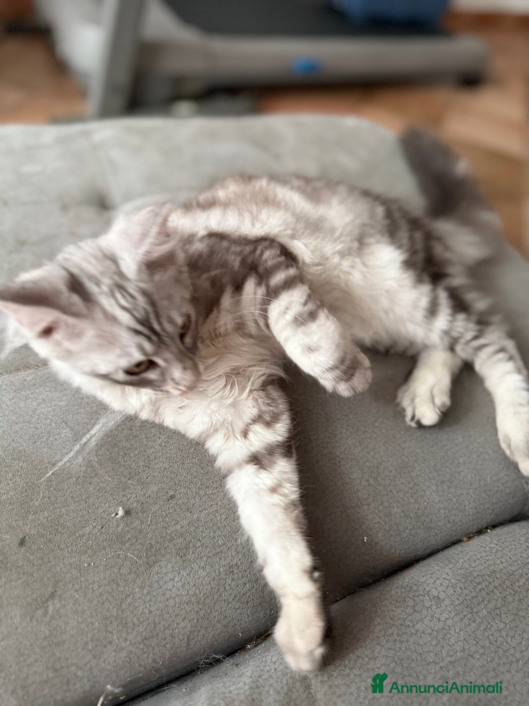 Maine Coon gatti in vendita: Dolcissimo cucciolo di Maine coon disponibile  a Città metropolitana di Roma Capitale - Immagine 3
