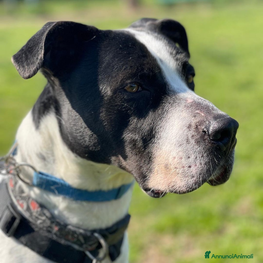 Meticcio cani in regalo: BLACK GENTILCANE - Annuncio 13