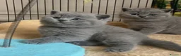 British gatti in vendita: British shorthair blu - Annuncio 27