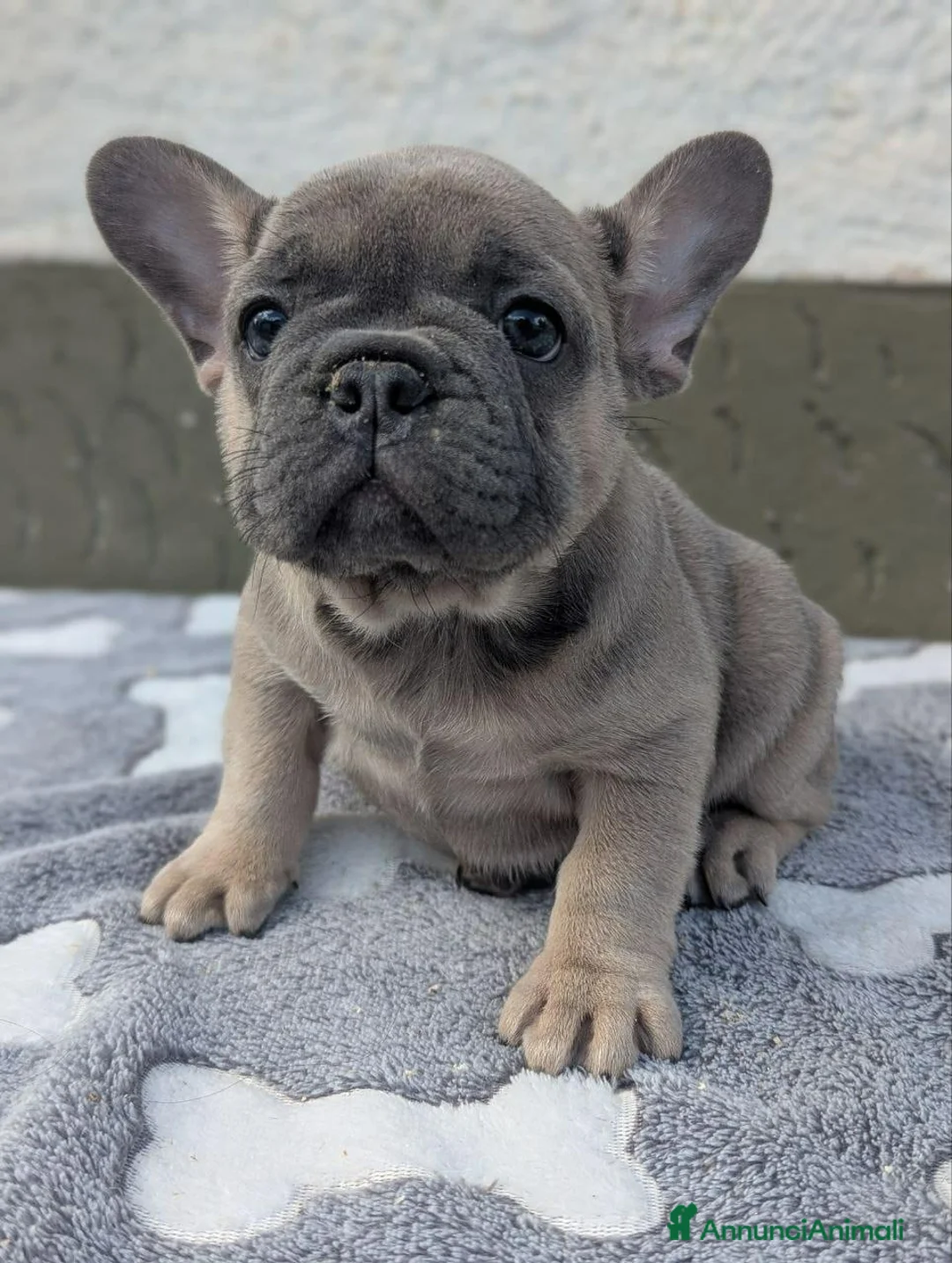 Bulldog Francese cani in vendita: Bulldog francese blu e blu fawn - Annuncio 1