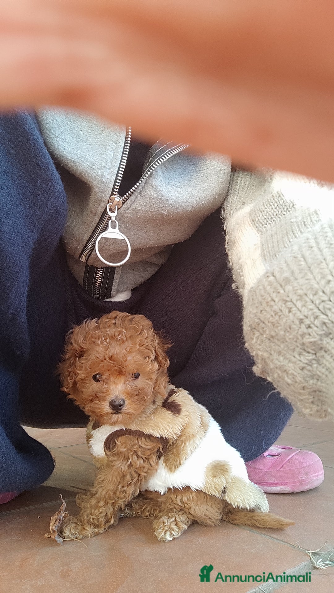 Barbone cani in vendita: Barboncina mini toy - Annuncio 1