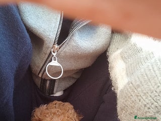 Barbone cani Barboncina mini toy - Annuncio 1