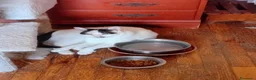 Europeo gatti in regalo: Lea ha urgenza di avere una casa! - Annuncio 5