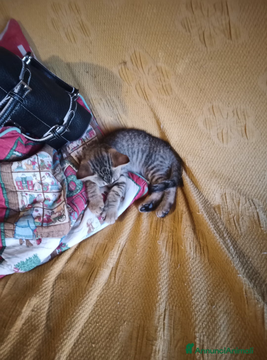 Altre razze gatti in regalo: Gatti e gatte di 2 mesi a Provincia di Pisa - Immagine 4