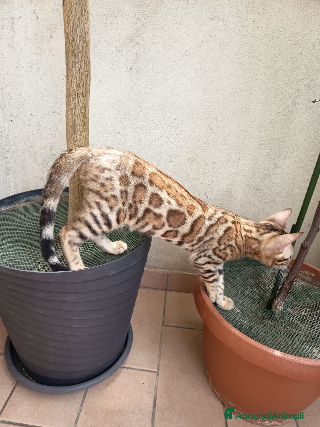 Bengala gatti in vendita: Brown Spotted  a Città metropolitana di Milano - Immagine 5