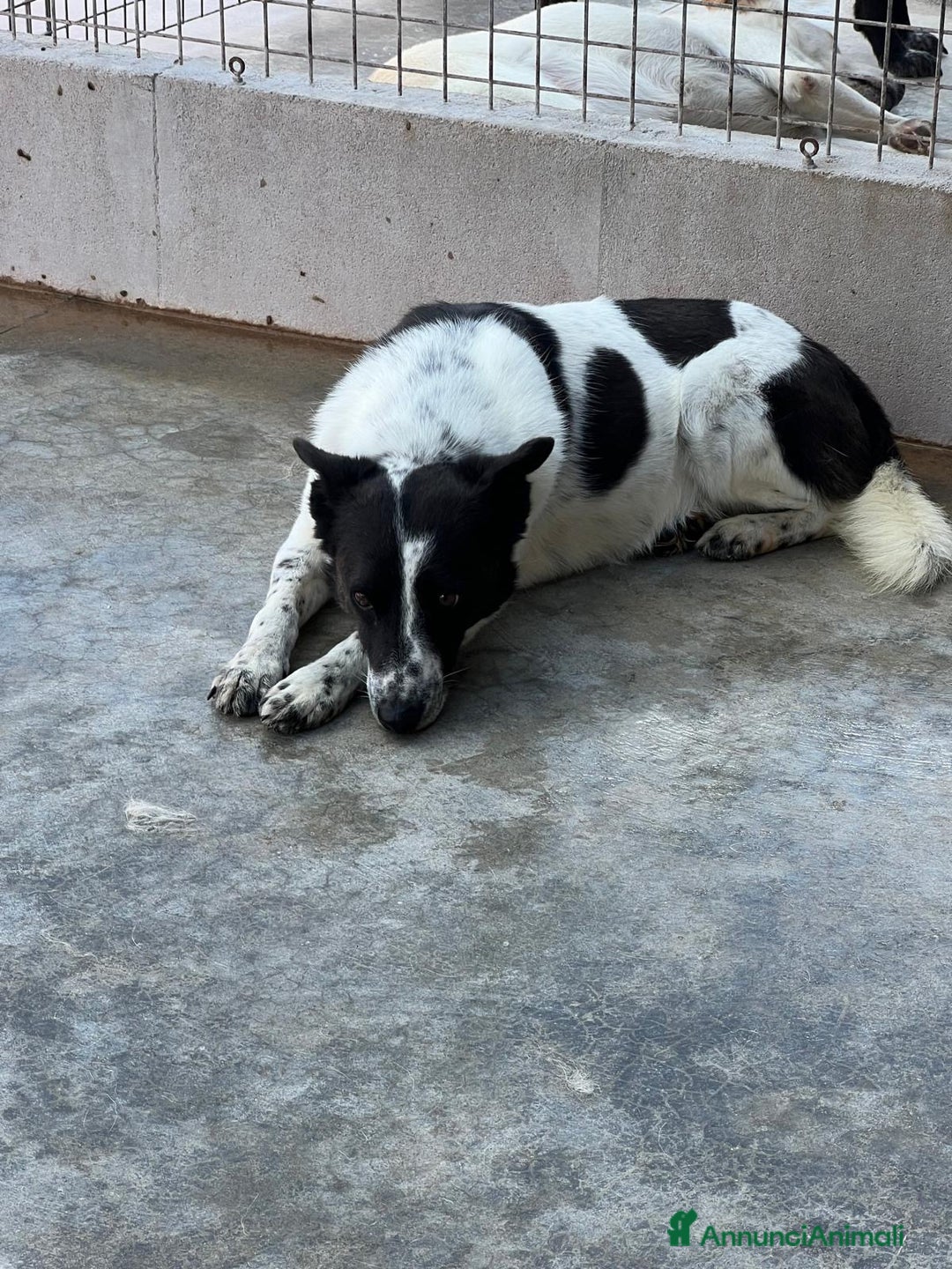 Meticcio cani in regalo: Ughetto sta aspettando te.. - Annuncio 4